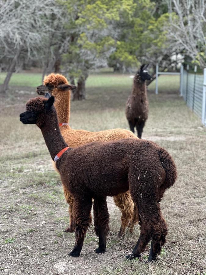 Willa Relaxing Alpaca Ranch Mins From Downtown Wimberley Zewnętrze zdjęcie